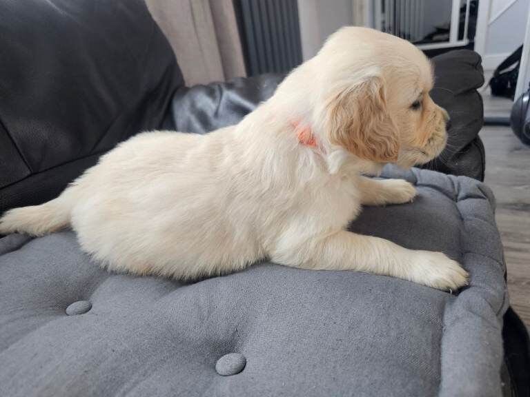 Cream golden retriever puppys - Image 2 of 6