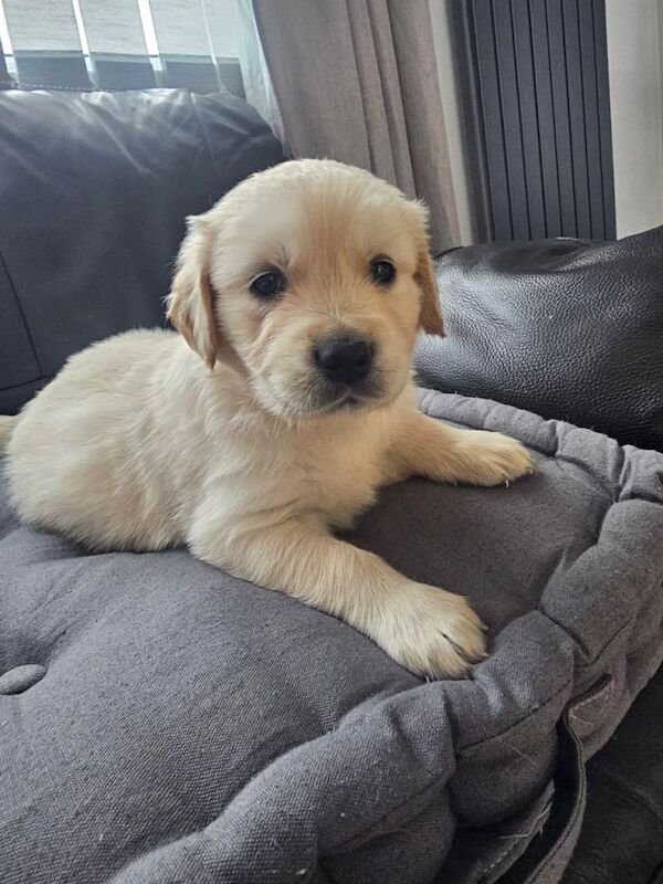 Cream golden retriever puppys - Image 3 of 6