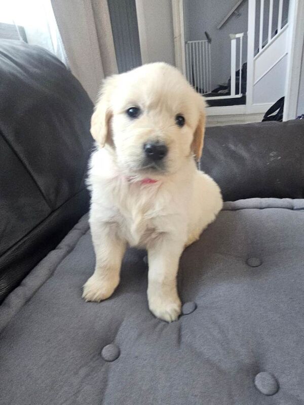 Cream golden retriever puppys - Image 4 of 6