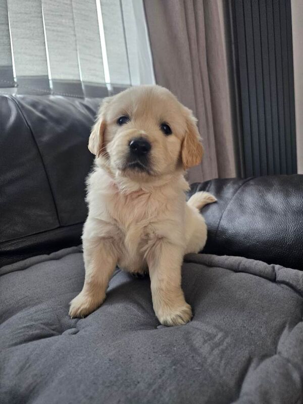 Cream golden retriever puppys - Image 5 of 6
