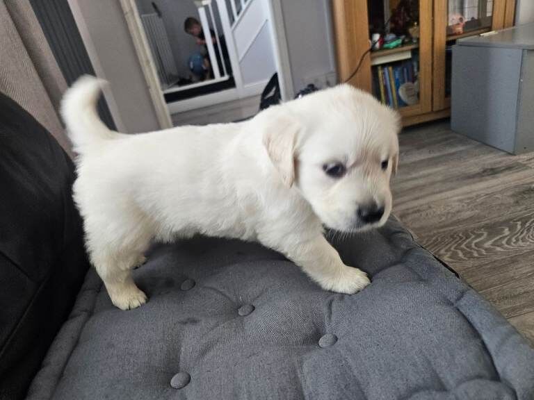 Cream golden retriever puppys - Image 6 of 6