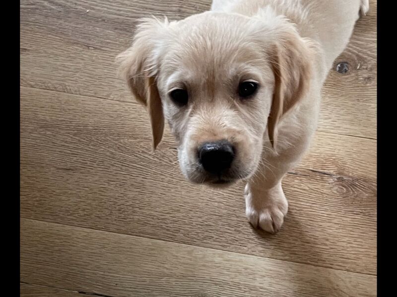 Golden Retriever puppies for sale in Haywards Heath, West Sussex – KC registered, 3 months old