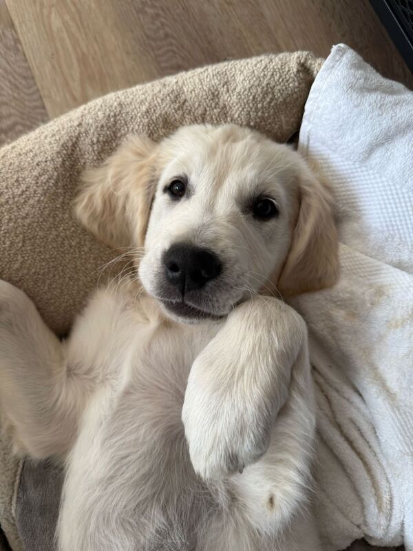 Golden Retriever puppies for sale in Haywards Heath, West Sussex – KC registered, 3 months old