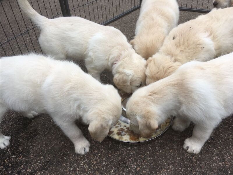 Golden Retriever puppies for sale in West Sussex – KC registered, 3 months old - Image 3 of 9