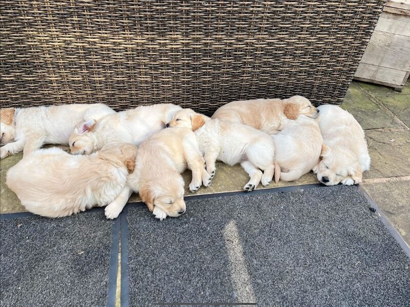 Golden Retriever puppies for sale in West Sussex – KC registered, 3 months old - Image 4 of 9