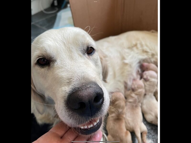 Golden Retriever puppies for sale in West Sussex – KC registered, 3 months old - Image 5 of 9