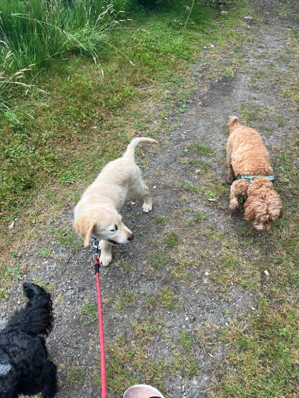 Golden Retriever puppies for sale in West Sussex – KC registered, 3 months old - Image 8 of 9