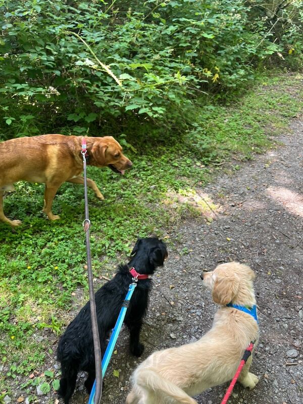Golden Retriever puppies for sale in West Sussex – KC registered, 3 months old - Image 9 of 9