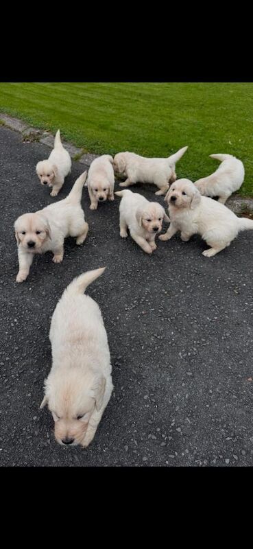 Golden Retriever Puppies For Sale