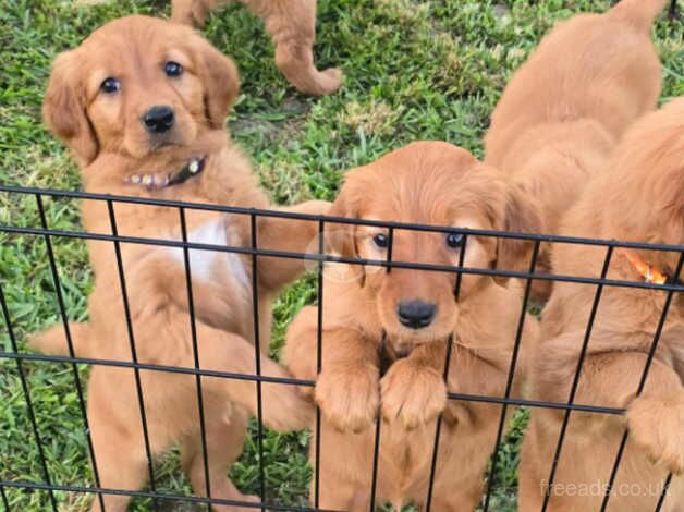 Cute and Fluffy Red Golden Retriever puppies for sale in Hereford, Herefordshire - Image 1