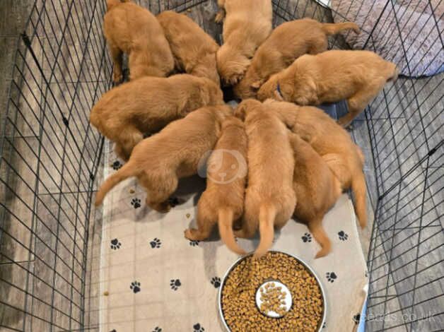 Cute and Fluffy Red Golden Retriever puppies for sale in Hereford, Herefordshire - Image 2