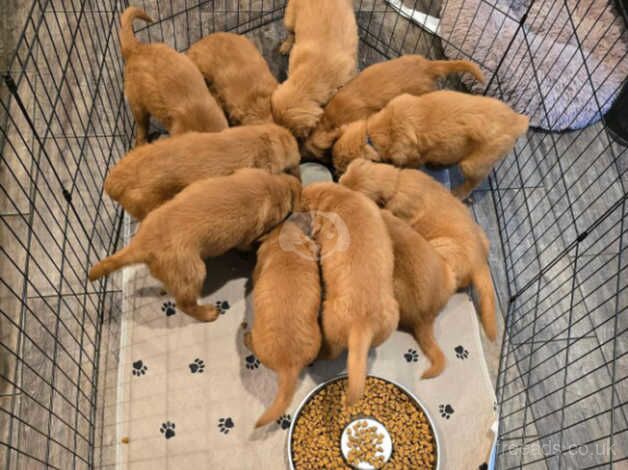 Cute and Fluffy Red Golden Retriever puppies for sale in Hereford, Herefordshire - Image 3
