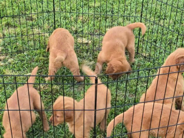 Cute and Fluffy Red Golden Retriever puppies for sale in Hereford, Herefordshire - Image 4