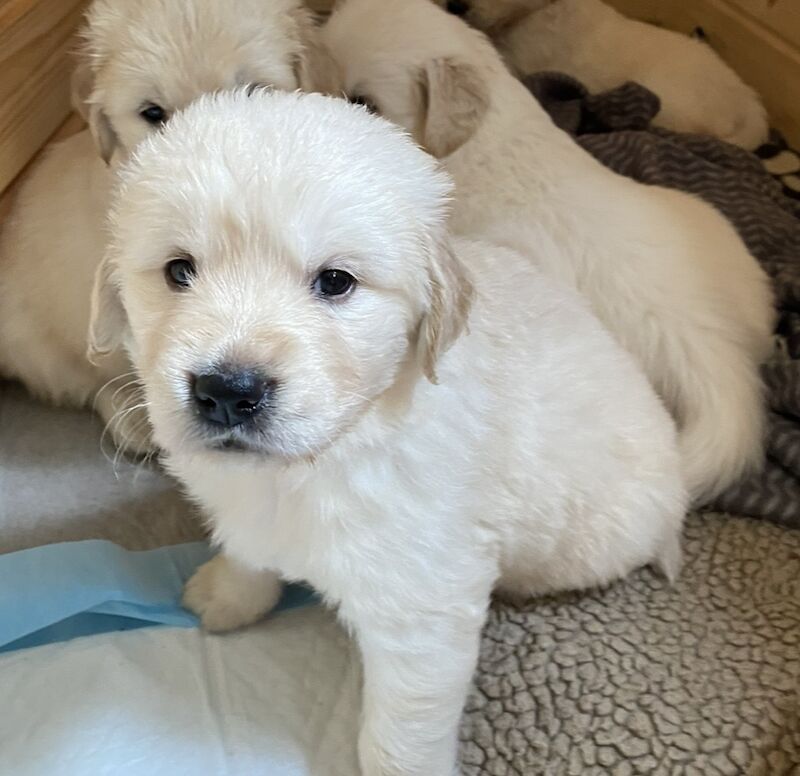 Kennel Club Registered Golden Retriever Puppies For Sale