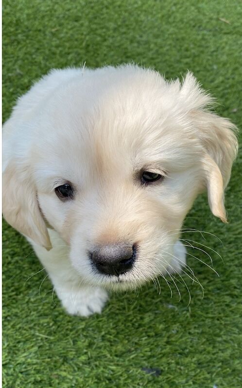 Golden Retriever puppies for sale in Haywards Heath, West Sussex – KC registered, 9 weeks old - Image 2 of 8