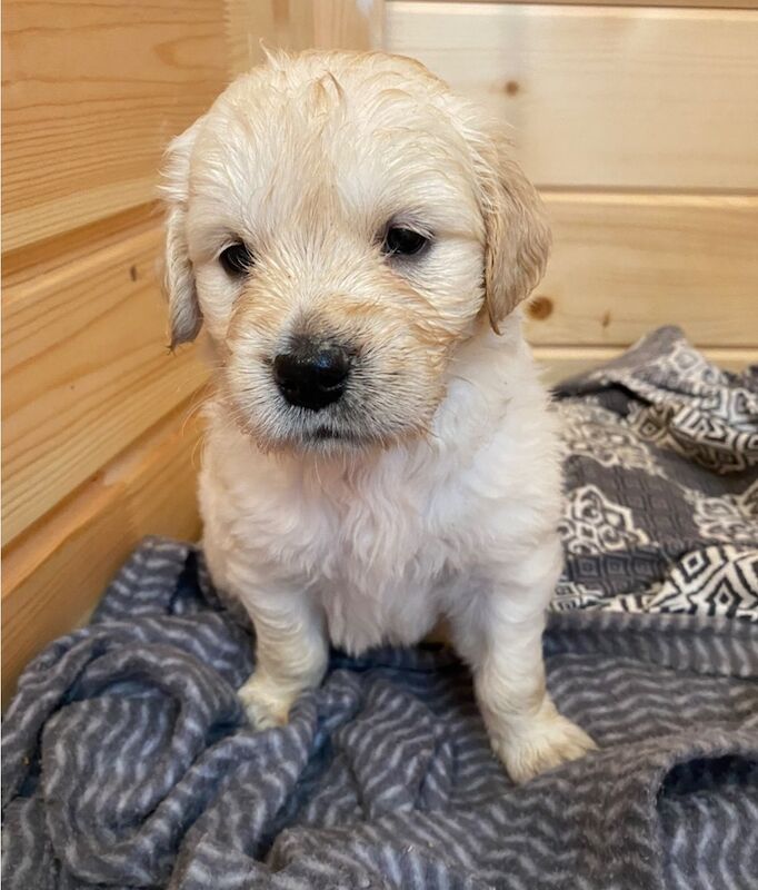 Golden Retriever puppies for sale in Haywards Heath, West Sussex – KC registered, 9 weeks old - Image 3 of 8