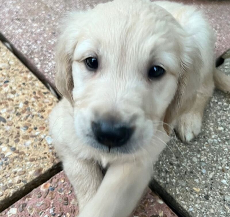 Golden Retriever puppies for sale in Haywards Heath, West Sussex – KC registered, 9 weeks old - Image 4 of 8