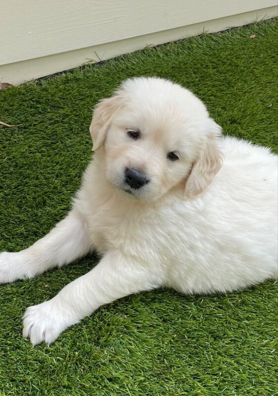 Golden Retriever puppies for sale in Haywards Heath, West Sussex – KC registered, 9 weeks old - Image 5 of 8