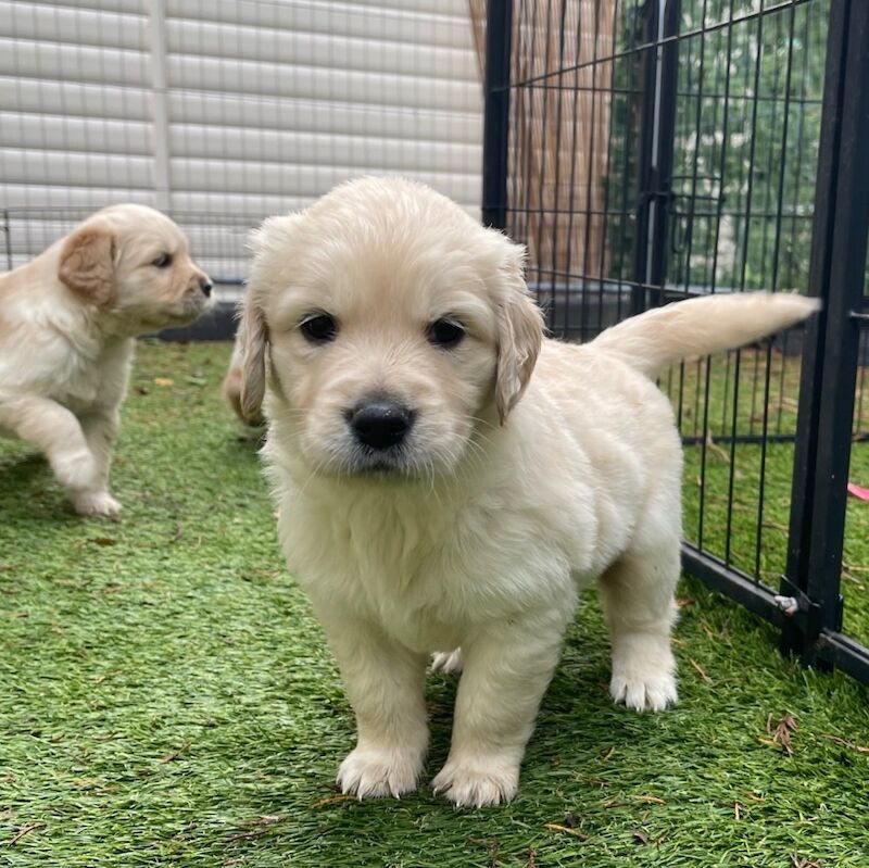 Golden Retriever puppies for sale in Haywards Heath, West Sussex – KC registered, 9 weeks old - Image 6 of 8