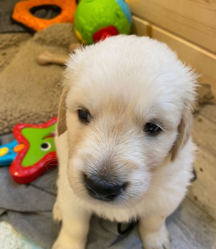 Golden Retriever puppies for sale in Haywards Heath, West Sussex – KC registered, 9 weeks old - Image 7 of 8