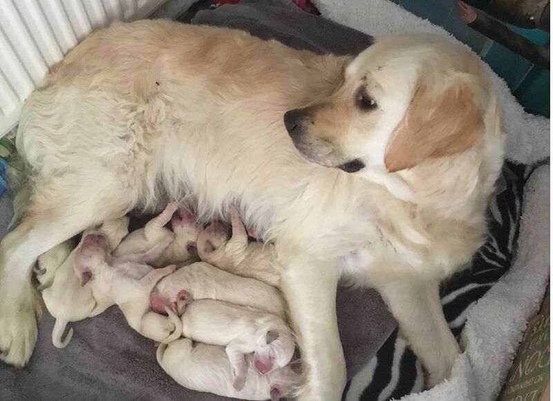 Golden Retriever puppies for sale in Haywards Heath, West Sussex – KC registered, 9 weeks old - Image 8 of 8