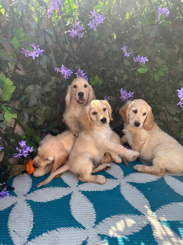 Golden Retriever Puppies For Sale