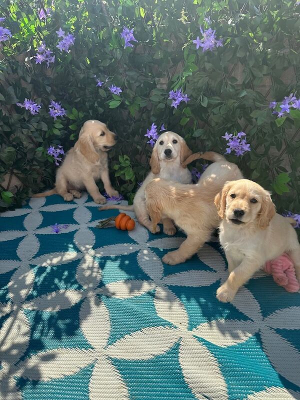 Golden Retriever puppies for sale in Port Talbot, West Glamorgan – 9 weeks old - Image 2 of 3
