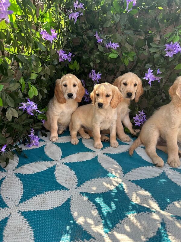 Golden Retriever puppies for sale in Port Talbot, West Glamorgan – 9 weeks old - Image 3 of 3