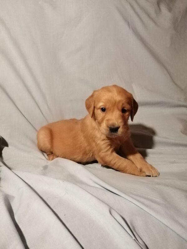 Dark Golden Retriever Pups For Sale in Stranraer, Dumfries and Galloway