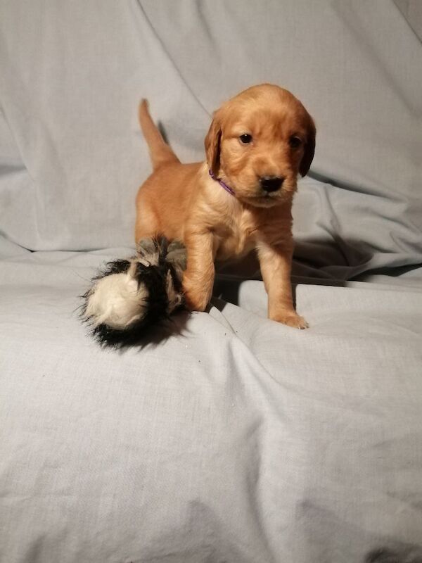 Dark Golden Retriever Pups For Sale in Stranraer, Dumfries and Galloway