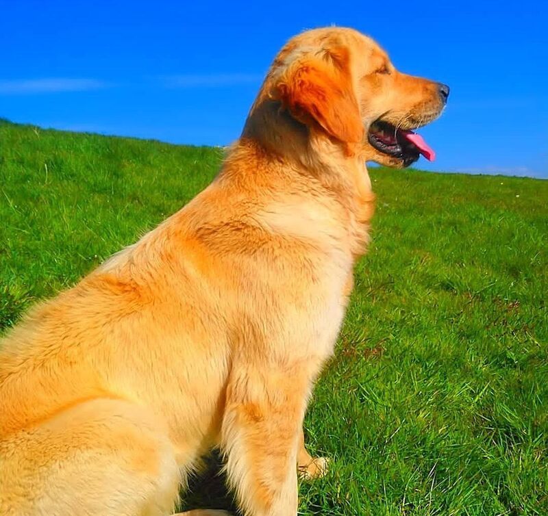Dark Golden Retriever Pups For Sale in Stranraer, Dumfries and Galloway