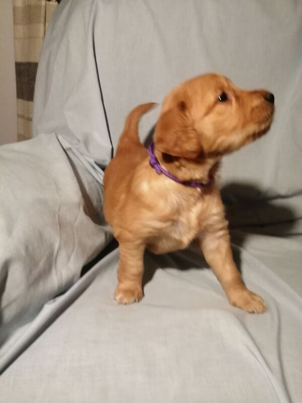 Dark Golden Retriever Pups For Sale in Stranraer, Dumfries and Galloway