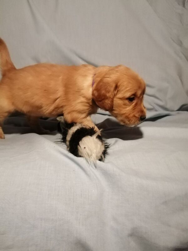Dark Golden Retriever Pups For Sale in Stranraer, Dumfries and Galloway