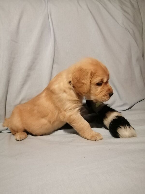 Dark Golden Retriever Pups For Sale in Stranraer, Dumfries and Galloway