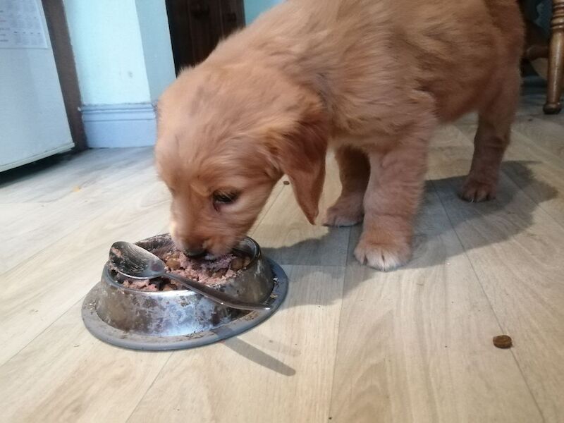 Dark Golden Retriever Pups For Sale in Stranraer, Dumfries and Galloway