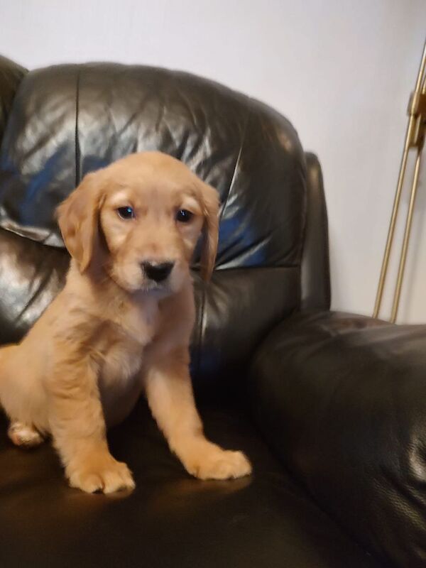 Dark Golden Retriever Pups For Sale in Stranraer, Dumfries and Galloway