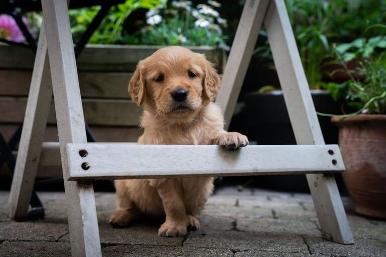 Dark Golden Retriever Pups - Dual Purpose for sale in County Antrim