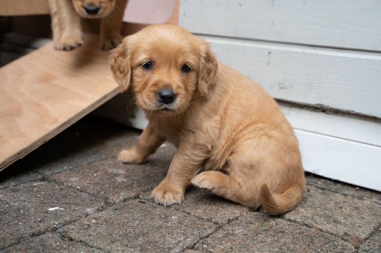 Dark Golden Retriever Pups - Dual Purpose for sale in County Antrim | Image 3