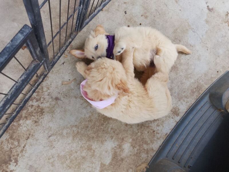 Golden Retriever Puppies For Sale Under £1,000