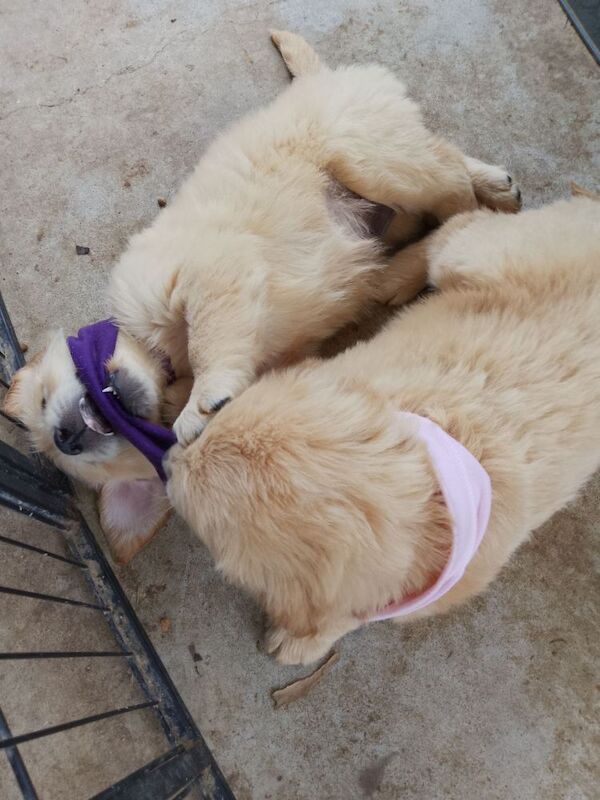 Golden Retriever puppies for sale in Stevenage, Hertfordshire – KC registered, 10 weeks old - Image 2 of 3