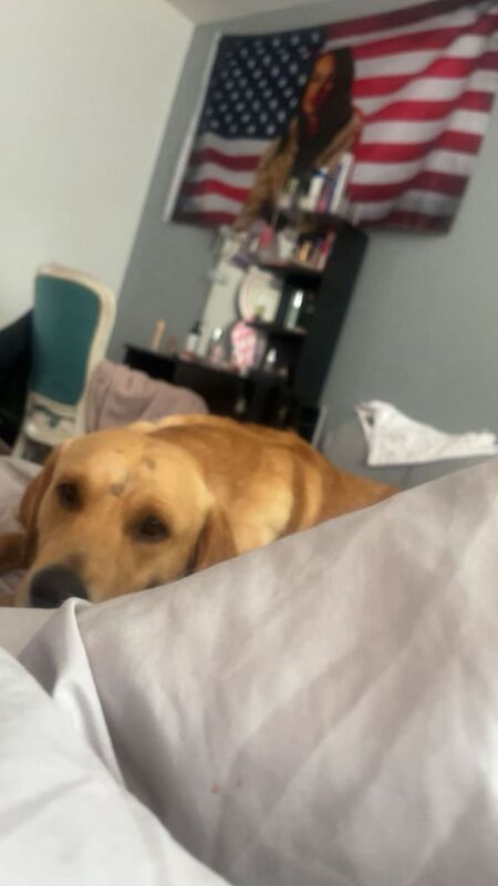 Golden Retriever puppies for sale in County Antrim – 4 months old