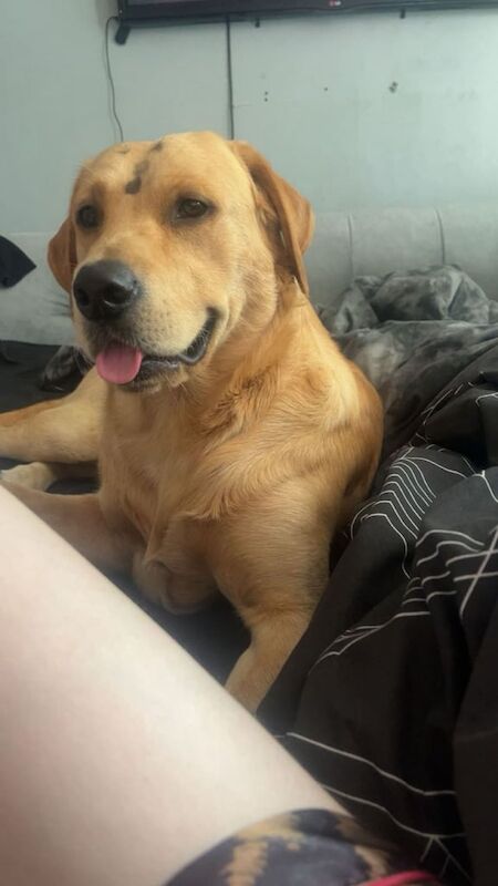 Golden Retriever puppies for sale in County Antrim – 6 months old - Image 2 of 4