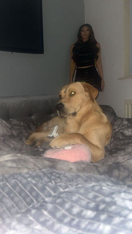 Golden Retriever puppies for sale in County Antrim – 6 months old - Image 3 of 4