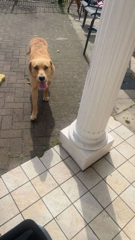 Golden Retriever puppies for sale in County Antrim – 6 months old - Image 4 of 4