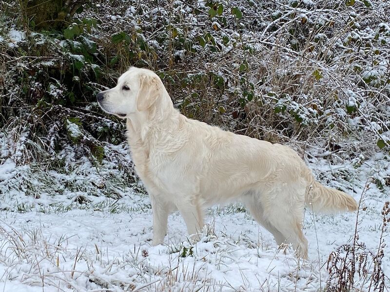 Exaltian - Litter of Dual Purpose Golden Retriever Puppies