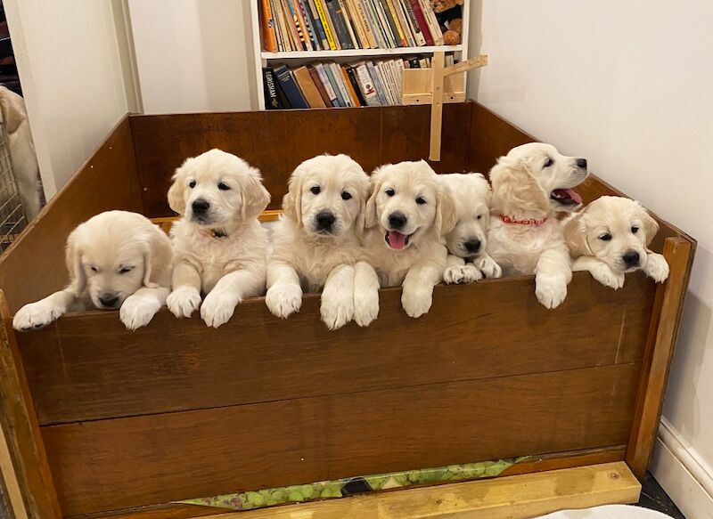 Exaltian - Litter of Dual Purpose Golden Retriever Puppies - Image 3 of 5
