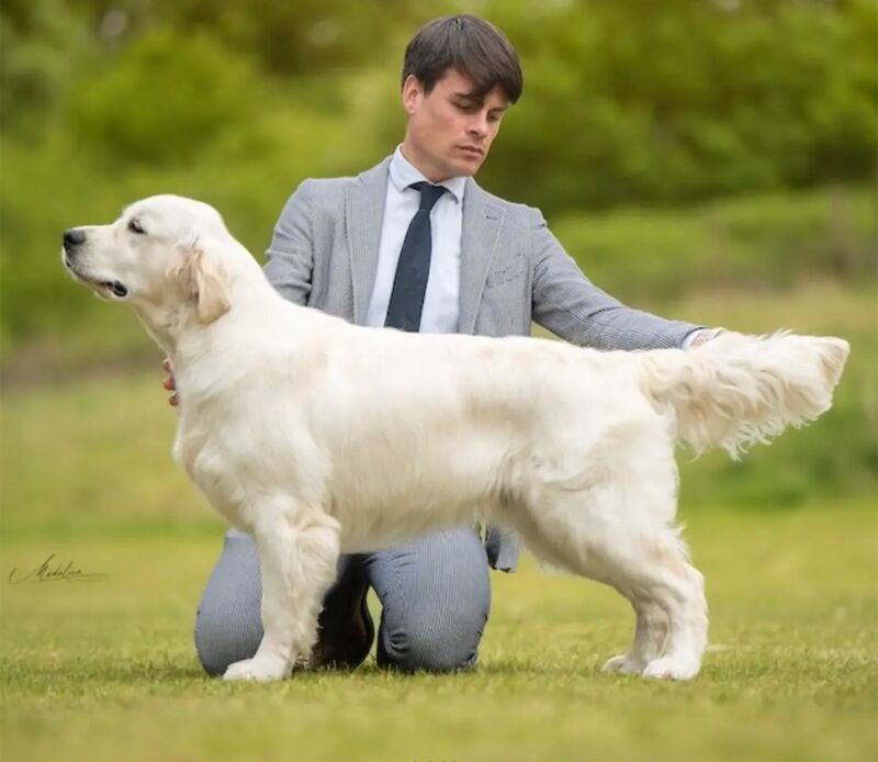 Exaltian - Litter of Dual Purpose Golden Retriever Puppies - Image 5 of 5