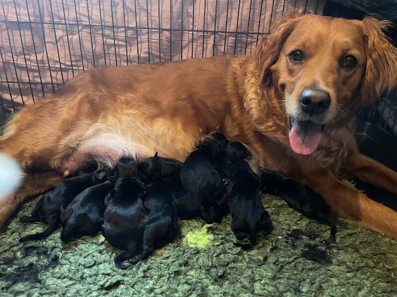 Exceptional extensively health tested Goldador puppies 5⭐️ home breeder