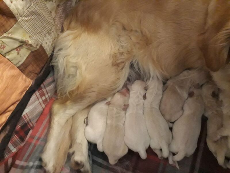 Exceptional Golden Retreiver pups for sale in Doncaster, South Yorkshire