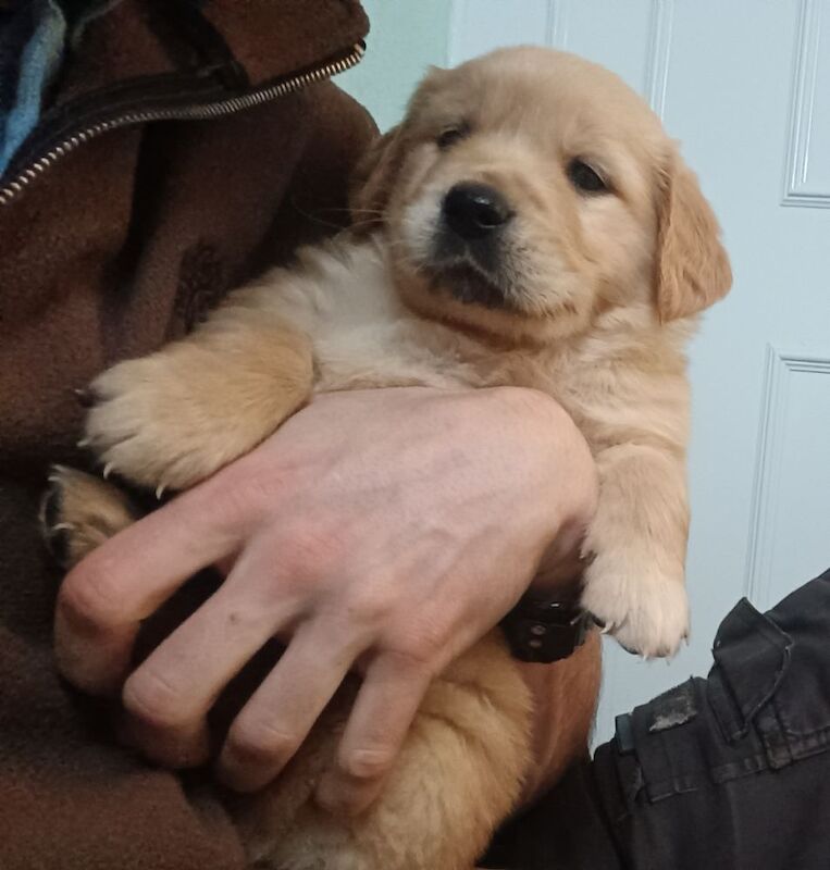 Golden Retriever puppies for sale in Stranraer, Wigtown – KC registered, 5 weeks old